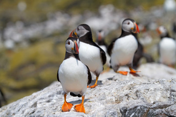 Small group of puffins on the rocks