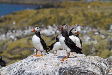 Obraz premium Small group of puffins on the rocks