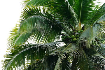 Obraz premium Closeup of coconut tree growing deep in the jungle near Dumaguete, Philippines