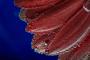 rose petals closeup under water with bubbles