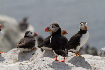 Small group of puffins on the rocks