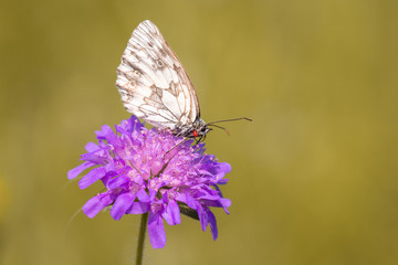 Schmetterling (Damenbrett)