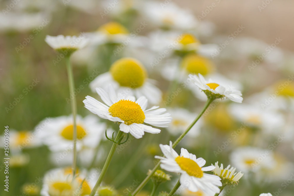 Wall mural chamomile flowers detail