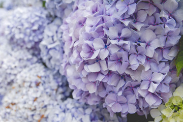 Purple hydrangea flowerheads