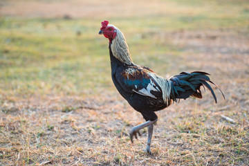 Gamecocks Thailand beautiful walk in the meadow