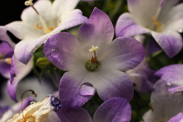 Naklejka premium Bell flower with a drop of water on the petal.
