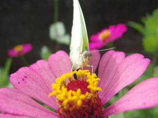 Butterfly on a plant