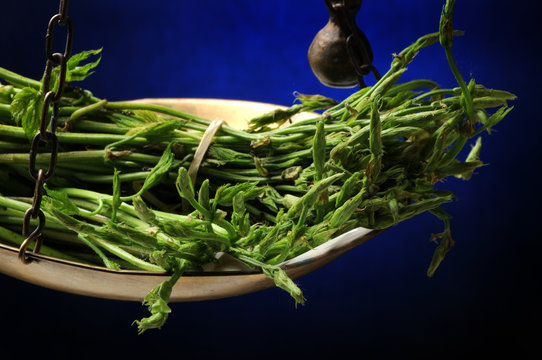 Humulus lupulus Urticions ft7105_9313 Cime di luppolo Hops Echter Hopfen Common hop Navadni hmelj