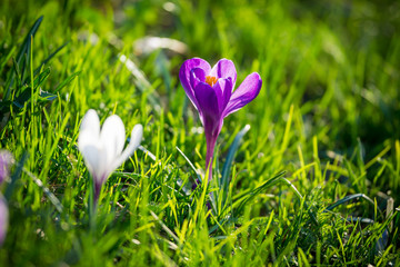 Purple and white crocuses on green grass hill