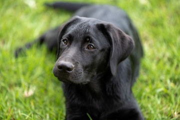 A portrait of a Labrador puppy.