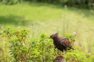 A Long-crested eagle perched on a tree stump.