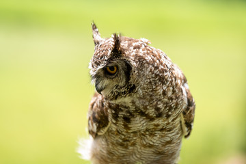 A male Spotted Eagle Owl perched on a tree stump.