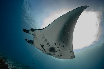 Manta ray