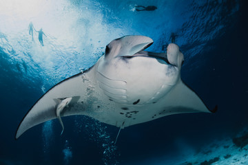 manta ray
