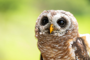 A closeup view of a male African Wood Owl.