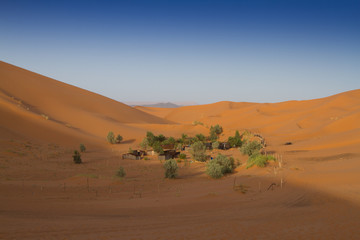 Fototapeta na wymiar Bedouin camp in the desert