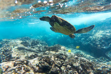 Grüne Meeresschildkröte taucht im Meer vor Hawaii ab