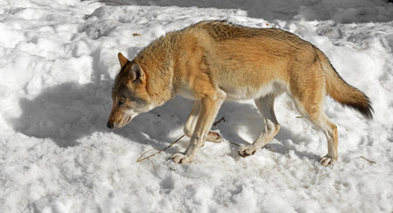 Eurasian wolf (Canis lupus lupus) follows trail (hunting)