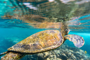 Grüne Meeresschildkröte taucht im Meer vor Hawaii auf