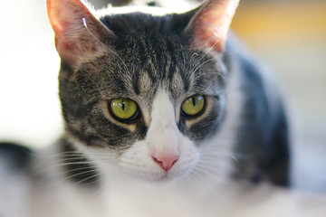 Gray striped mongrel cat with bright green expressive eyes, looking somewhere to the side