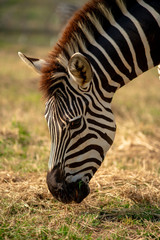 A zebra is eating grass on a sunny day.