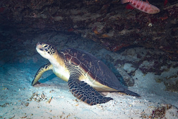 Obraz premium Sea turtle sitting in cave, Indonesia