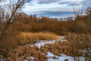 Winter forest on the Vistula river in Krakow, Poland