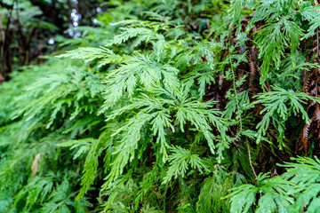 Farn im tropischen Regenwald