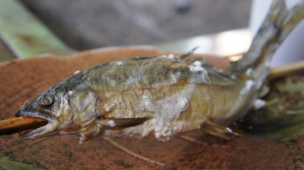 魚 塩焼き