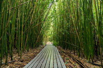 Weg durch den verregneten Bambuswald