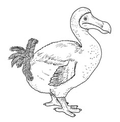 Drawing of dodo dront - hand sketch of bird Raphus cucullatus, black and white illustration © Mateusz