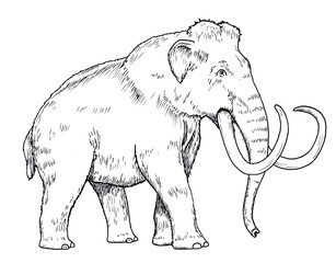 Drawing of mammoth - hand sketch of Mammuthus primigenius, black and white illustration
