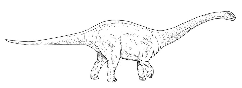 Drawing of sauropoda dinosaur - hand sketch of apatosaurus, black and white illustration