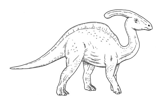 Drawing of dinosaur - hand sketch of parasaurolophus, black and white illustration