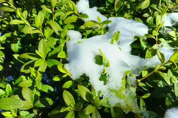 緑の植物と雪