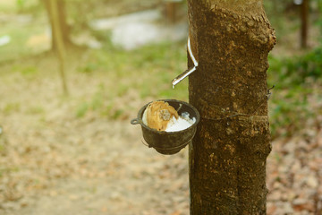 the black pot with raw white water   rubber  on rubber tree at the farmland