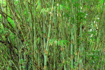 the green clump of wide bambooin the forest