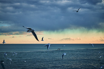 Birds fly over the sea against the background of continuous dark condensing clouds of a dark evening sky.