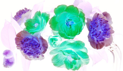 Beautiful and vibrantly colorful Flower Portraits