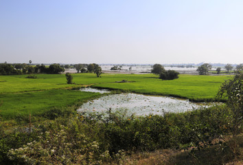 rizière au Cambodge