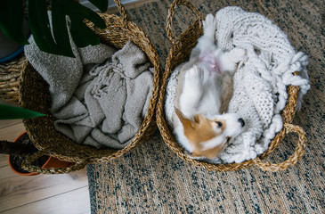 Welsh Corgi Pembroke puppy in the basket at home