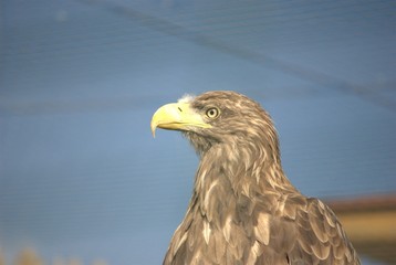 eagle in the zoo