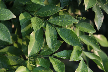 Beautiful backlit leaves in the evening