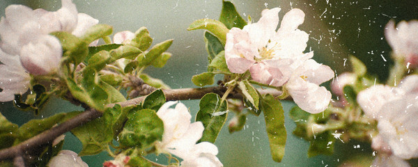 Spring blooms Apple tree, white flowers. vintage toning. banner