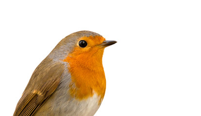 Beautiful small bird