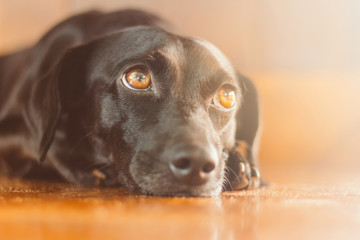 Portrait of a gorgeous and kind black dog with sad look. Waiting for adoption or waiting for its owner who left. Man's best friend