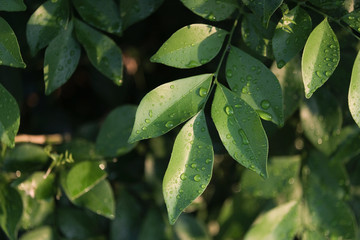 Beautiful backlit leaves in the evening