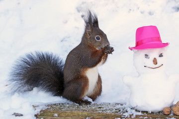 Eichhörnchen beim Schneemann bauen © MerkAngela.WH