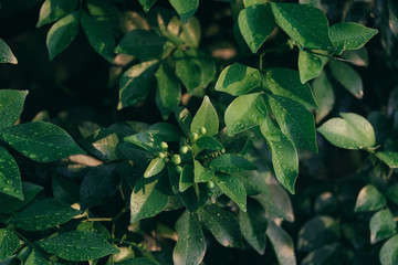 Beautiful backlit leaves in the evening