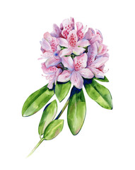 Tropical rhododendron flower watercolor isolated on white. Interior artwork with single pink azalea flower. Exotic plants illustration.
